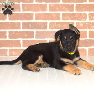 Honey, German Shepherd Puppy