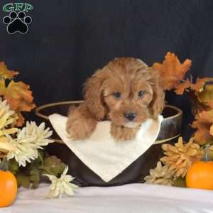 Honey, Cavapoo Puppy