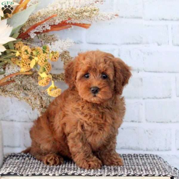 Honey, Mini Goldendoodle Puppy