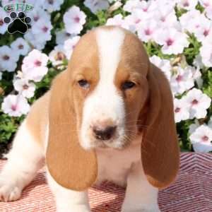 Honey, Basset Hound Puppy