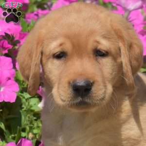 Honey, Fox Red Labrador Retriever Puppy
