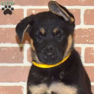 Honey, German Shepherd Puppy