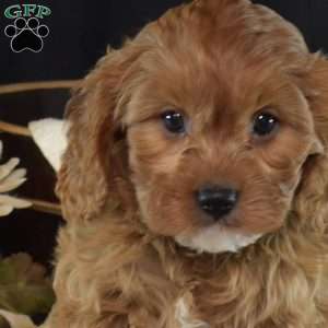 Honey, Cavapoo Puppy