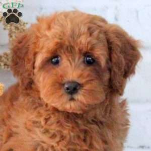 Honey, Mini Goldendoodle Puppy
