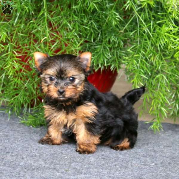 Honey, Yorkie Puppy