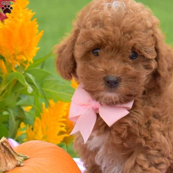 Honeycrisp, Toy Poodle Puppy