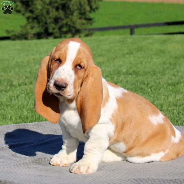 Hooper, Basset Hound Puppy
