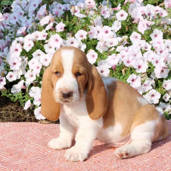 Hooper, Basset Hound Puppy