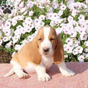 Hooper, Basset Hound Puppy
