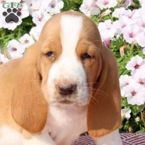 Hooper, Basset Hound Puppy