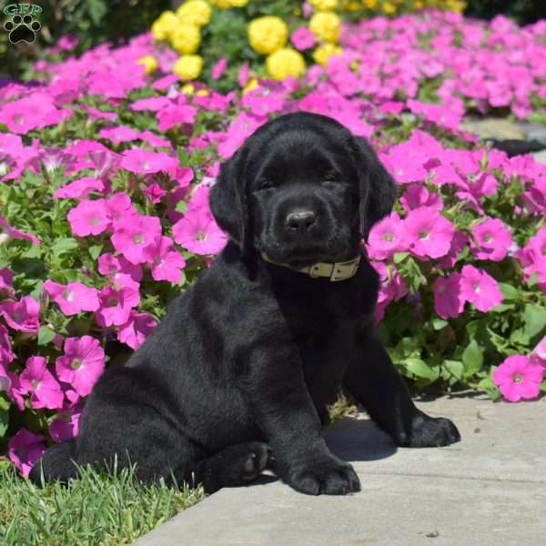 Hope, Black Labrador Retriever Puppy