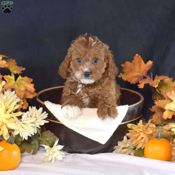Hope, Cavapoo Puppy