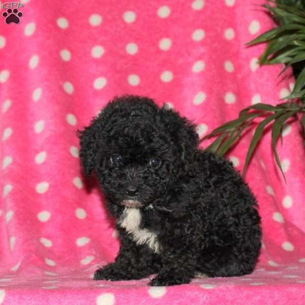 Hope, Toy Poodle Puppy