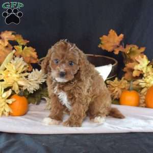 Hope, Cavapoo Puppy