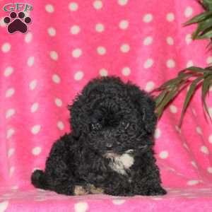 Hope, Toy Poodle Puppy