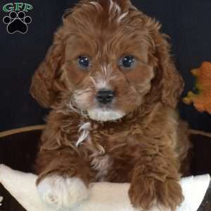 Hope, Cavapoo Puppy