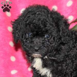 Hope, Toy Poodle Puppy