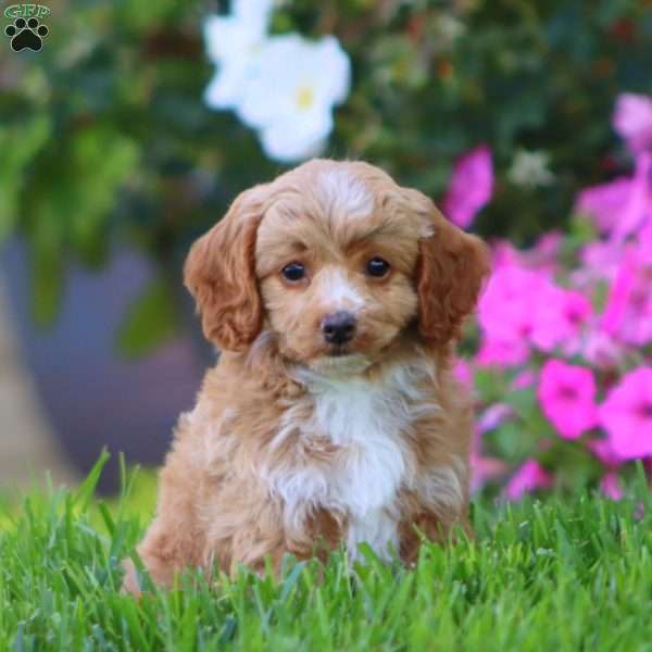 Hope, Cockapoo Puppy