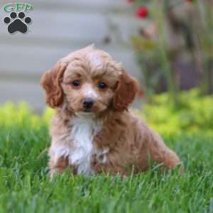 Hope, Cockapoo Puppy