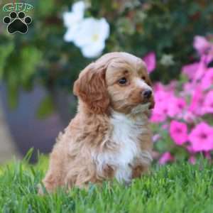 Hope, Cockapoo Puppy