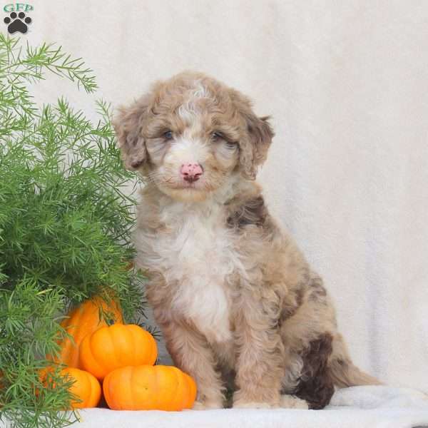 Hopper, Standard Poodle Mix Puppy