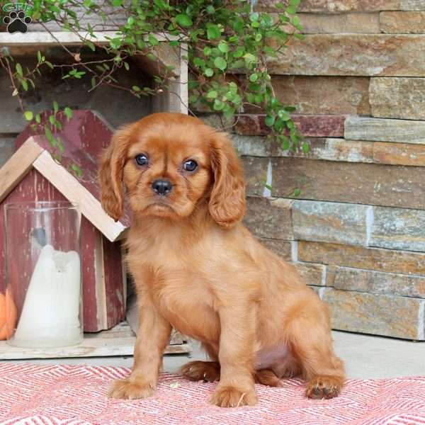 Housten, Cavalier King Charles Spaniel Puppy