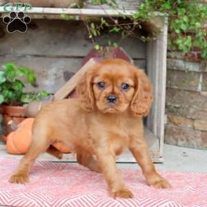 Housten, Cavalier King Charles Spaniel Puppy