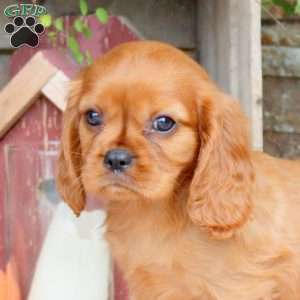 Housten, Cavalier King Charles Spaniel Puppy