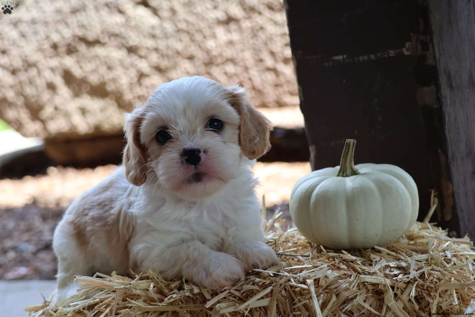 Hudson (Cava-Tzu, Male) in Stevens, PA