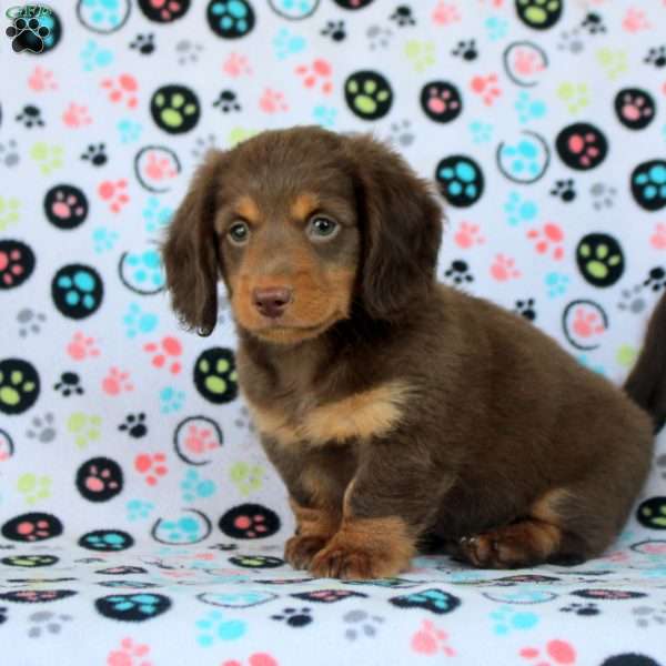 Hudson, Dachshund Puppy