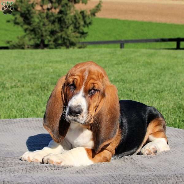 Hudson, Basset Hound Puppy