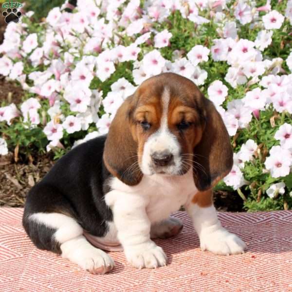 Hudson, Basset Hound Puppy