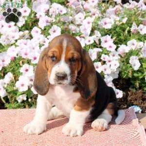 Hudson, Basset Hound Puppy