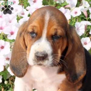 Hudson, Basset Hound Puppy
