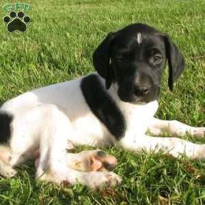 Hudson, German Shorthaired Pointer Puppy
