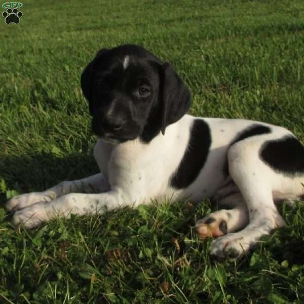 Hudson, German Shorthaired Pointer Puppy