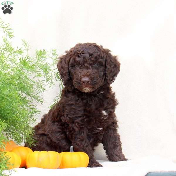 Hugo, Standard Poodle Mix Puppy