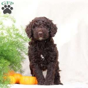 Hugo, Standard Poodle Mix Puppy