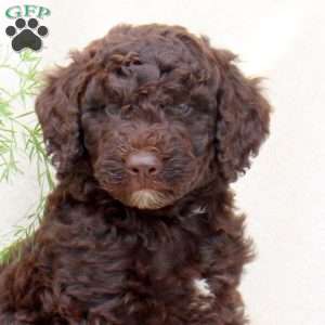 Hugo, Standard Poodle Mix Puppy