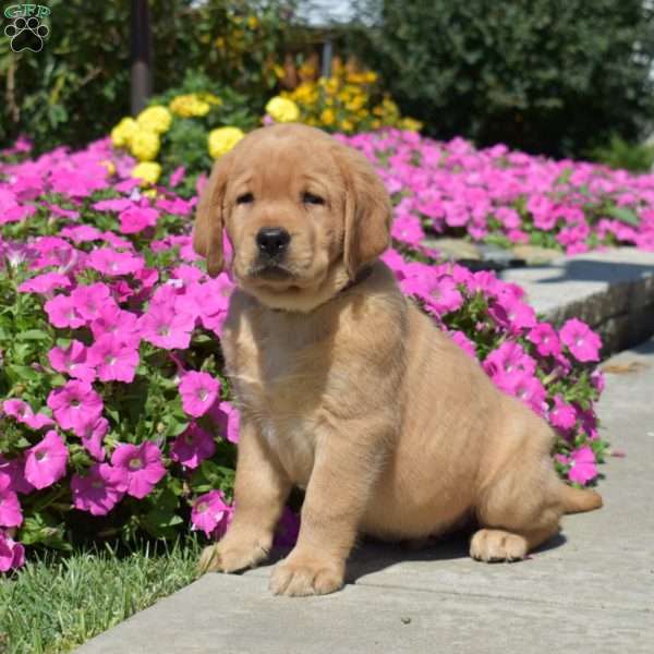 Hulk, Fox Red Labrador Retriever Puppy