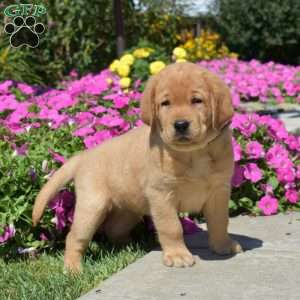 Hulk, Fox Red Labrador Retriever Puppy