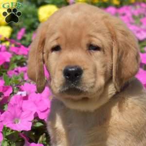 Hulk, Fox Red Labrador Retriever Puppy