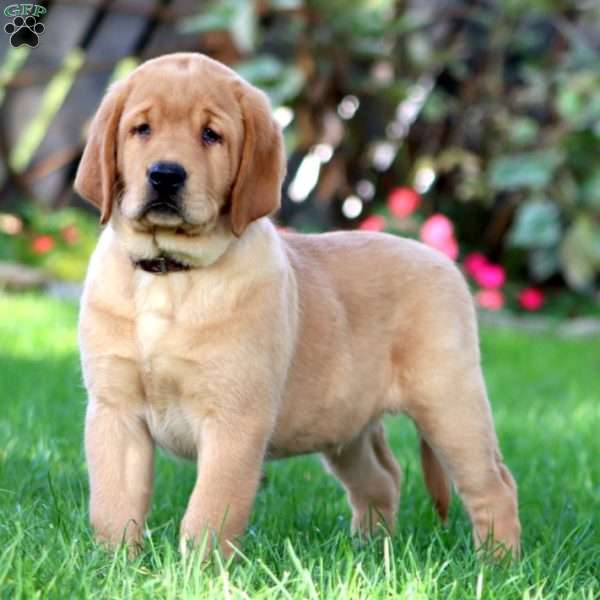 Hulk, Fox Red Labrador Retriever Puppy