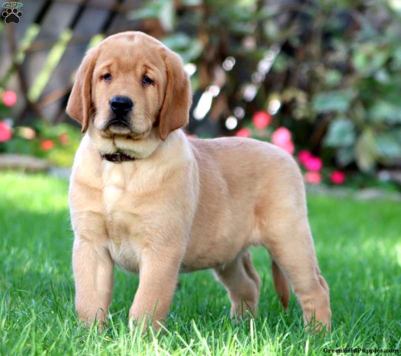 Hulk (Labrador, Male) in Christiana, PA