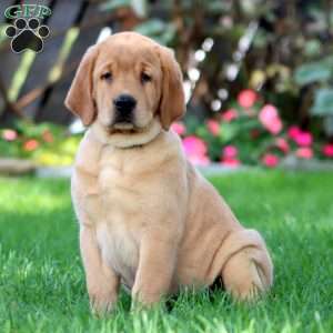 Hulk, Fox Red Labrador Retriever Puppy