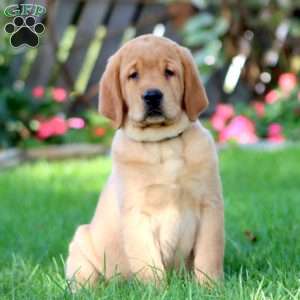 Hulk, Fox Red Labrador Retriever Puppy