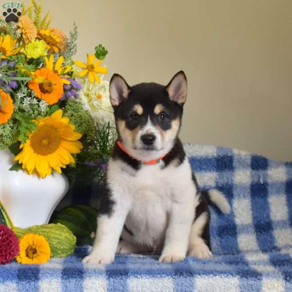 Hunter, Shiba Inu Puppy