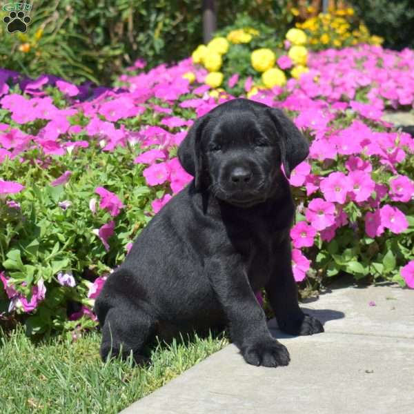Hunter, Black Labrador Retriever Puppy