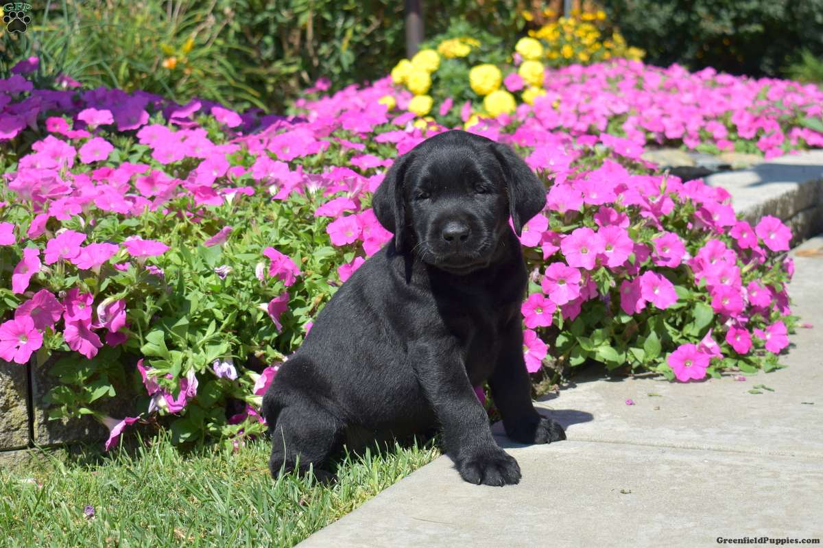 Hunter (Labrador, Male) in Christiana, PA