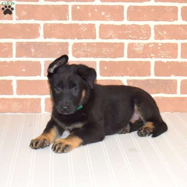 Hunter, German Shepherd Puppy